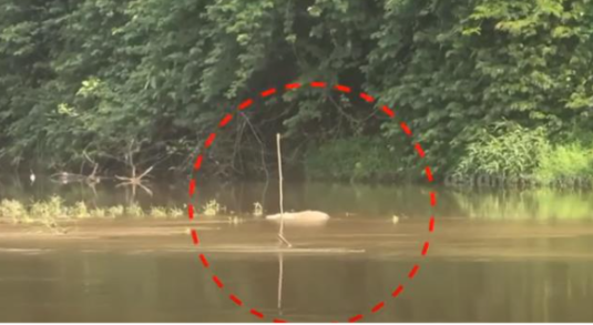 അ​ച്ച​ന്‍​കോ​വി​ലാ​റ്റി​​ല്‍ ക​ടു​വ​യു​ടെ ജ​ഡം ക​ണ്ടെ​ത്തി