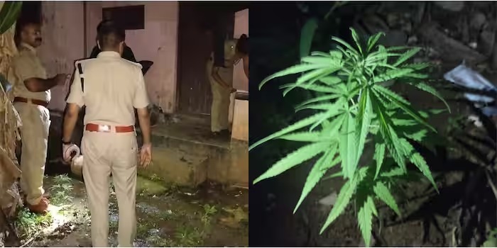 പെരുമ്പാവൂരിൽ വീണ്ടും കഞ്ചാവ് ചെടി