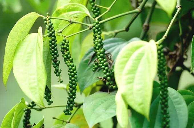 വിപണിയിൽ നേട്ടം; കുതിച്ചുയർന്ന കുരുമുളക് വില