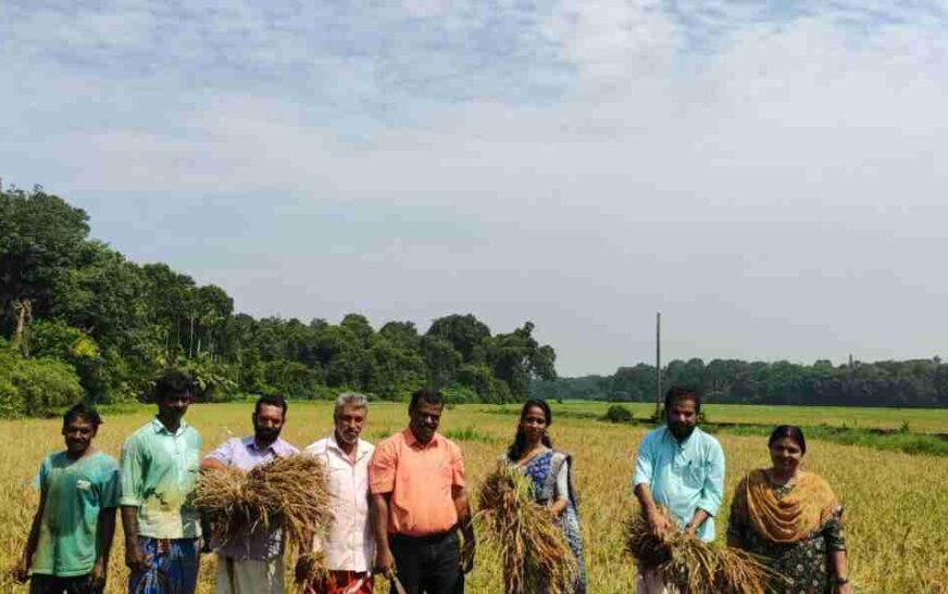 ജപ്പാന്‍ വയലറ്റ്’ വിളവെടുത്തു