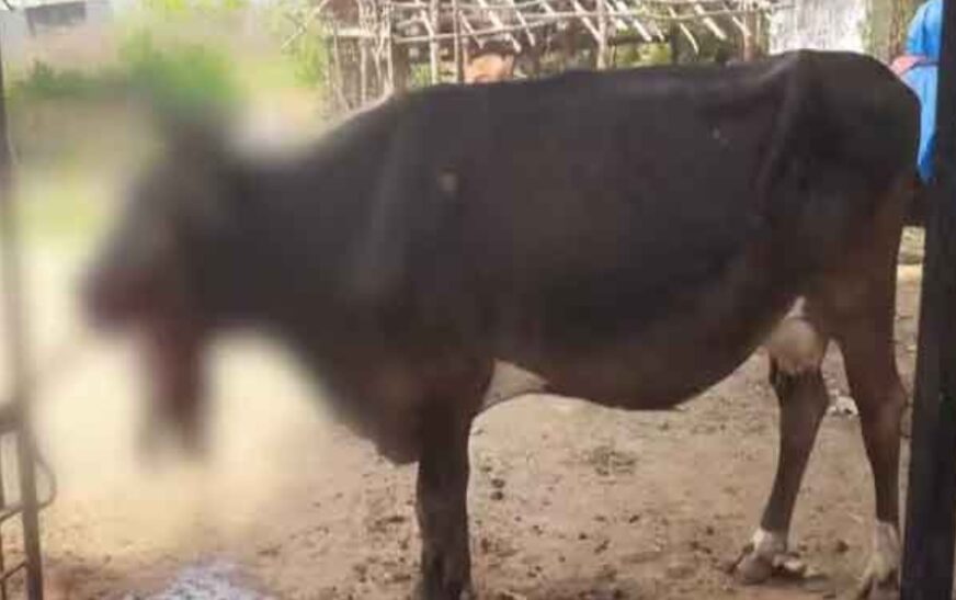 കാട്ടുപന്നിക്കായി പൊറോട്ടയിൽ വച്ച പന്നിപടക്കം കടിച്ചത് പശു; പടക്കം പൊട്ടി പശുവിന് പരിക്ക്