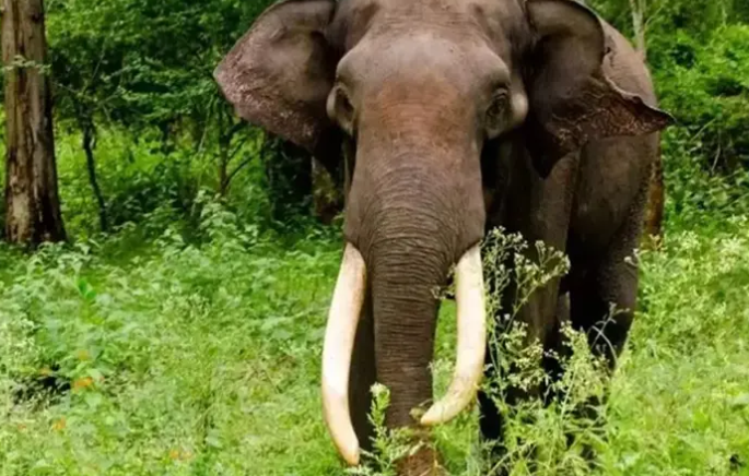 കോ​ന്നി​യി​ൽ കാ​ട്ടാ​ന​യു​ടെ ആ​ക്ര​മ​ണ​ത്തി​ൽ ഒരാൾക്ക് പ​രി​ക്ക്