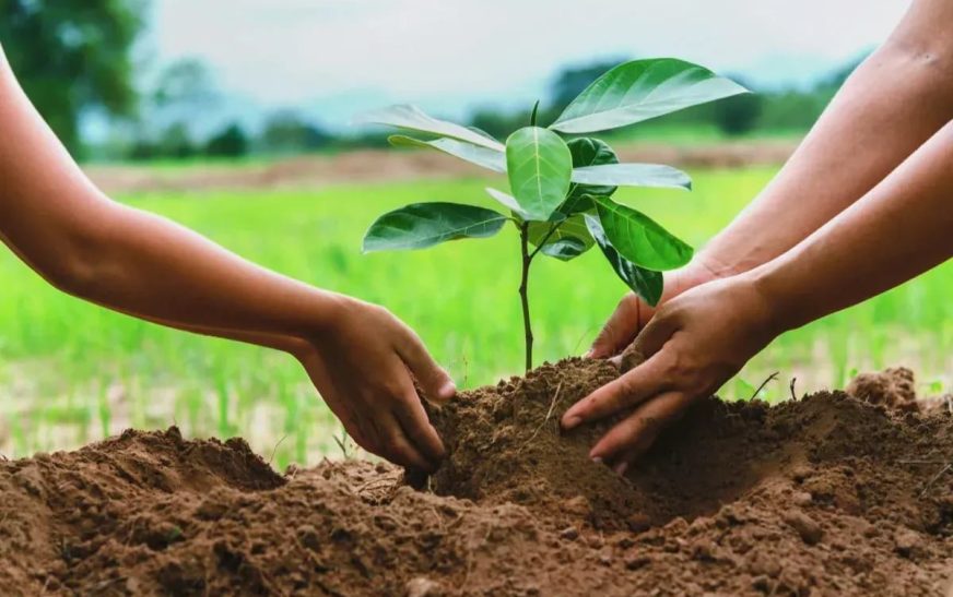 ലോക സൗഹൃദ ദിനത്തിൽ വൃക്ഷത്തൈ കൈമാറ്റവുമായി ഹരിത കേരളം മിഷൻ