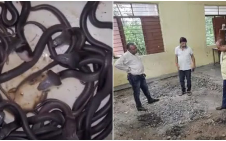 ഹയർ സെക്കൻഡറി സ്കൂളിൽ പാമ്പ് ശല്യം