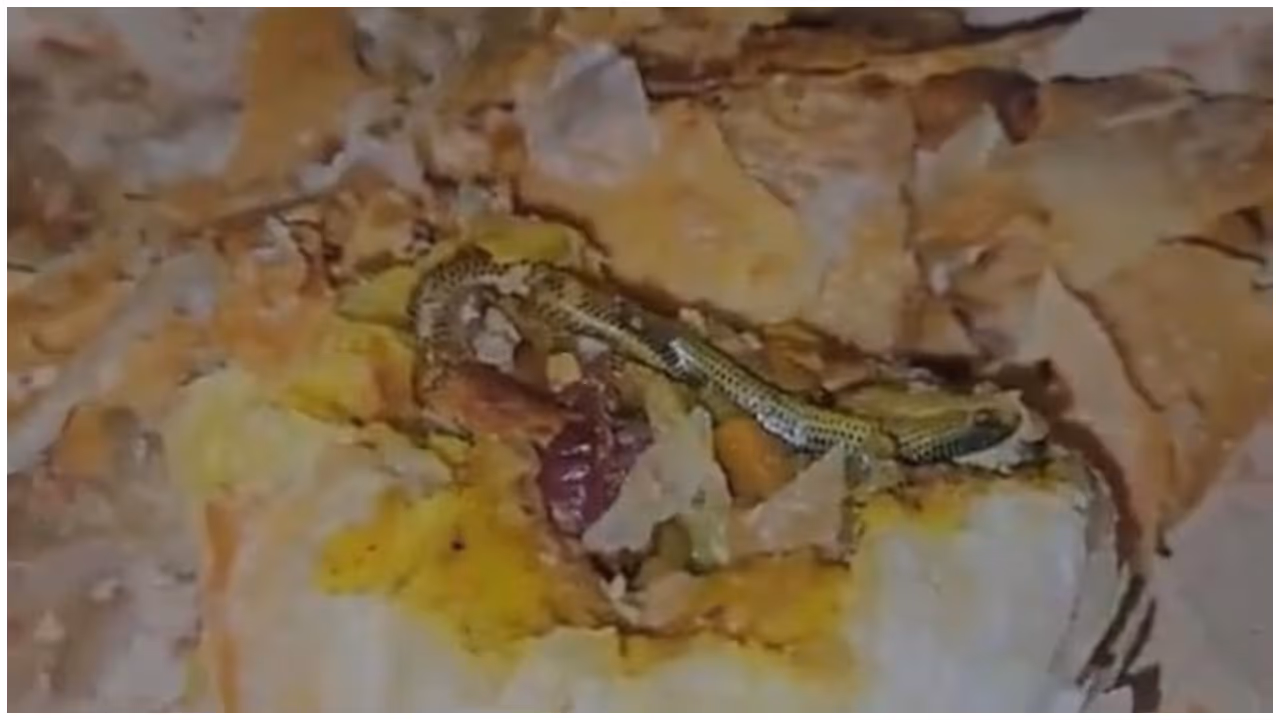 കുട്ടികൾക്കായി വാങ്ങിയ പഫ്സ് തുറന്ന് നോക്കിയപ്പോൾ വളഞ്ഞുപുളഞ്ഞ് കിടന്നത് ചത്ത പാമ്പ്