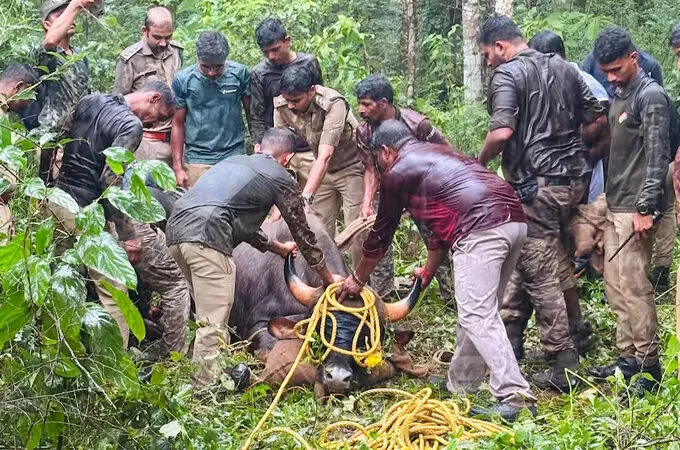 ജനവാസമേഖലയിൽ ഇറങ്ങി ഭീതി പരത്തിയ കാട്ടുപോത്തിനെ പിടികൂടി; ആറളം വന്യജീവി സങ്കേതത്തിലേക്ക് മാറ്റും
