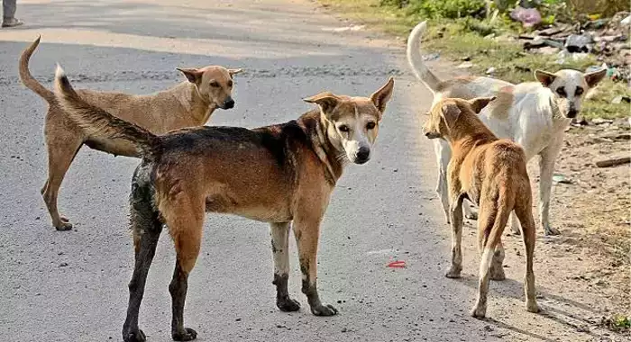 മൃഗങ്ങള്‍ക്കെതിരായ ക്രൂരത തടയാന്‍ പുതിയ സംഘം