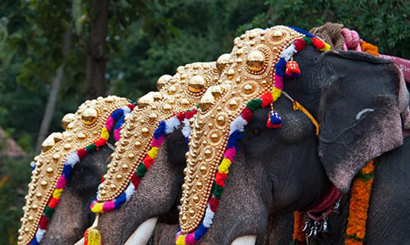 ഉത്സവ സീസണ്‍ ആനകളെ എഴുന്നള്ളിക്കുന്നതിന് നിബന്ധനകൾ പുറത്തിറക്കി