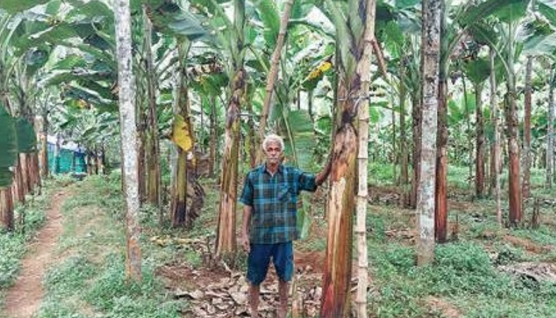 മലയോരകർഷകർ പ്രതിസന്ധിയിൽ : വിലയിടിഞ്ഞ് നേന്ത്രക്കായ