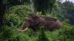 രാജ്യത്തെ മറ്റിടങ്ങളെ അപേക്ഷിച്ച് ആനയാക്രമണങ്ങള്‍ താരതമ്യേന കുറവ് കേരളത്തിലെന്ന് കേന്ദ്രം