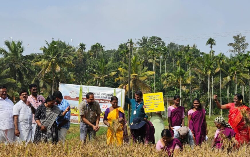 കൊയ്ത്തുത്സവം നടത്തി