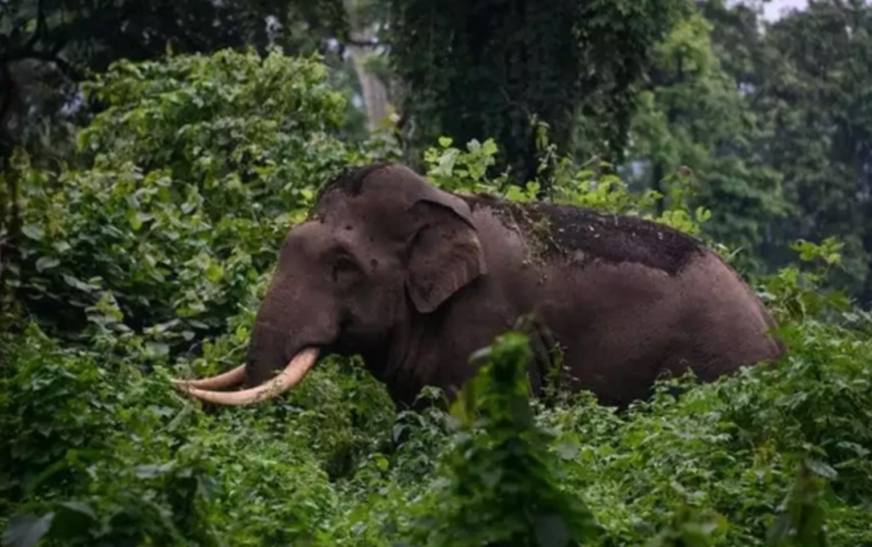 വയനാട്  വനപാതയില്‍ കാട്ടാന ആക്രമണം; രണ്ട് പേര്‍ക്ക് പരിക്ക്