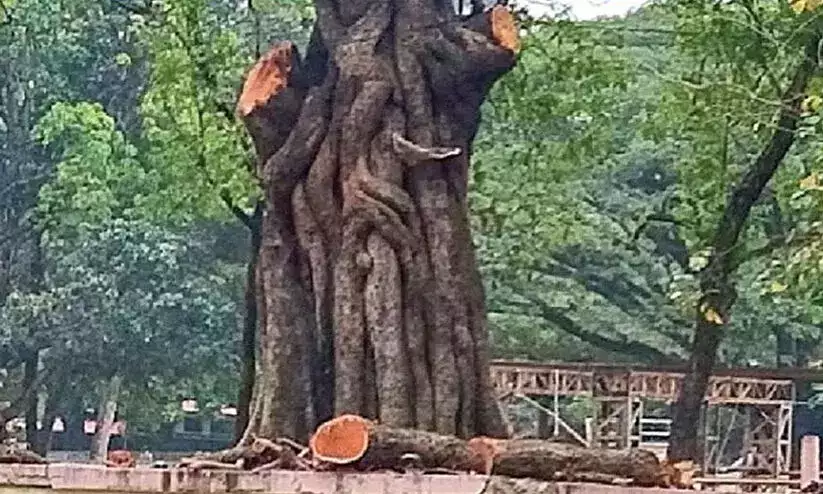 തേക്കിൻകാട്​ മൈതാനിയിലെ മരച്ചില്ല വെട്ടിയതിൽ ഹൈകോടതി വിശദീകരണം തേടി