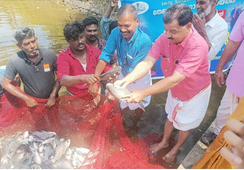 മാനാംചിറയില്‍ ജനകീയ മത്സ്യകൃഷി വിളവെടുത്തു കെ.ഡി പ്രസേനന്‍ എം.എല്‍.എ ഉദ്ഘാടനം ചെയ്തു