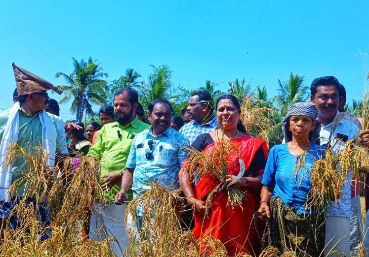 കൃഷിഭവന്റെ നേതൃത്വത്തില്‍ നെല്‍കൃഷിയുടെ കൊയ്ത്ത് ഉത്സവം നടന്നു