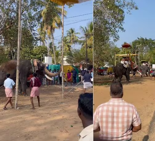 ചാവക്കാട് ക്ഷേത്രോത്സവത്തിനിടെ രണ്ട് ആനകൾ ഇടഞ്ഞു : നാല് പേർക്ക് പരിക്ക്