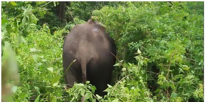 നിലമ്പൂരിൽ ചാലിയാർ പുഴയുടെ തീരത്ത് അവശ നിലയിൽ കാട്ടാന; അക്രമകാരിയാണ് ആനയെന്നും പിടികൂടി വനത്തിൽ വിടണമെന്ന് നാട്ടുകാർ