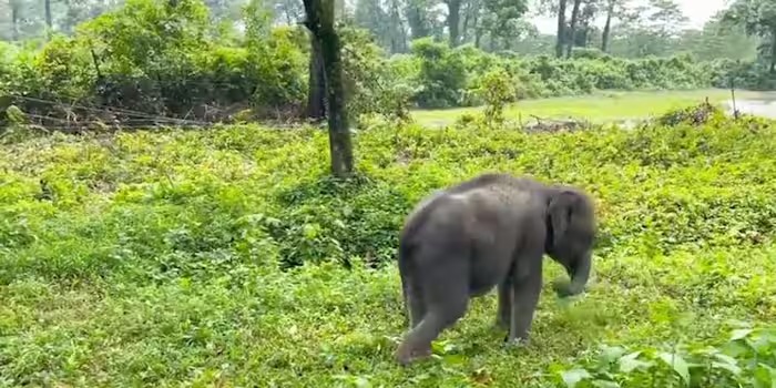 മൂന്ന് മാസം പ്രായം; കൂട്ടംതെറ്റി, അമ്മയെ കണ്ടില്ല, കുട്ടിക്കൊമ്പനു തുണയായി വനംവകുപ്പ്