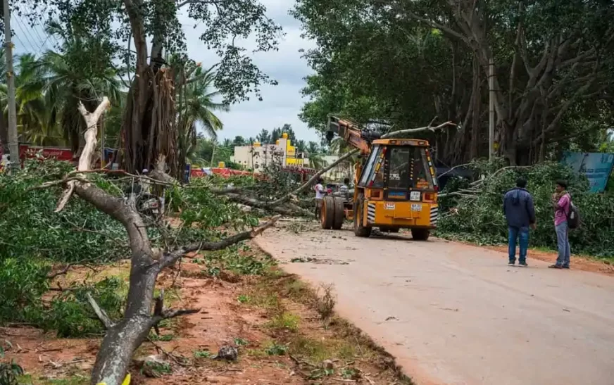 മരം വീണു, റോഡ് ഗതാഗതം തടസപ്പെട്ടു