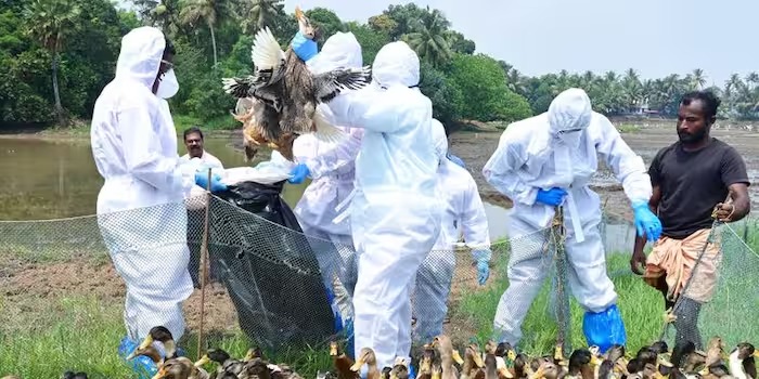 മണർകാട് കോഴി വളർത്തൽ കേന്ദ്രത്തിൽ പക്ഷിപ്പനി സ്ഥിരീകരിച്ചു; മുട്ട, ഇറച്ചി, കാഷ്ടം തുടങ്ങിയ ഉൽപ്പന്നങ്ങളുടെ വിൽപനയും കടത്തലും നിരോധനം