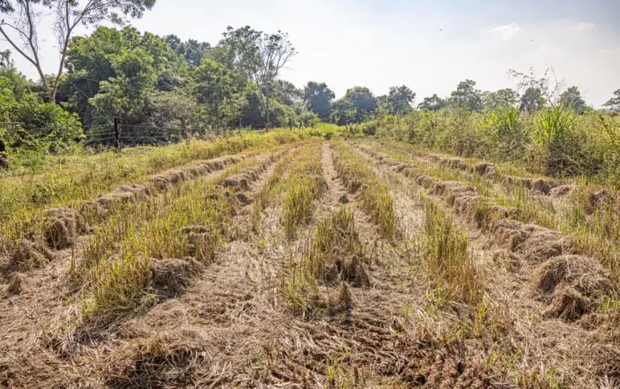 വേനലിൽ ജില്ലയിൽ 230 ഹെക്ടർ  കൃഷി നശിച്ചു