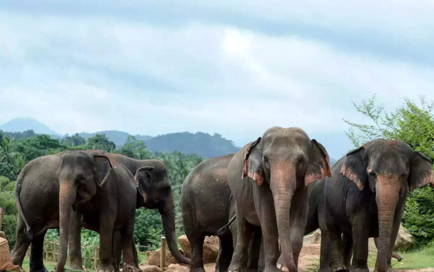 കാട്ടാന ശല്യം രൂക്ഷO, ഭീതിയിൽ ജനങ്ങൾ