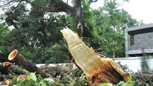 കനത്ത മഴയിൽ ദേശീയ പാതയിൽ മരം വീണു: ഗതാഗതം താറുമാറായി