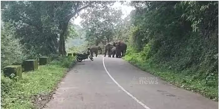 പാലക്കാട്‌ നെല്ലിയാമ്പതി ചുരം പാതിയിൽ കാട്ടാനക്കൂട്ടം യാത്രക്കാർക്ക് നേരെ പാഞ്ഞടുത്തു; രക്ഷപ്പെട്ടത് തലനാരിഴയ്ക്ക്