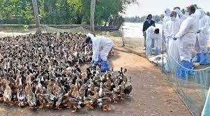 പക്ഷിപ്പനി ജാഗ്രതാ നിർദേശം നിലനിൽക്കുന്ന മേഖലകളിൽ മുട്ട, ഇറച്ചി, കാഷ്ടം എന്നിവയുടെ വിൽപനകളും ഉപയോഗവും നിരോധിച്ചു