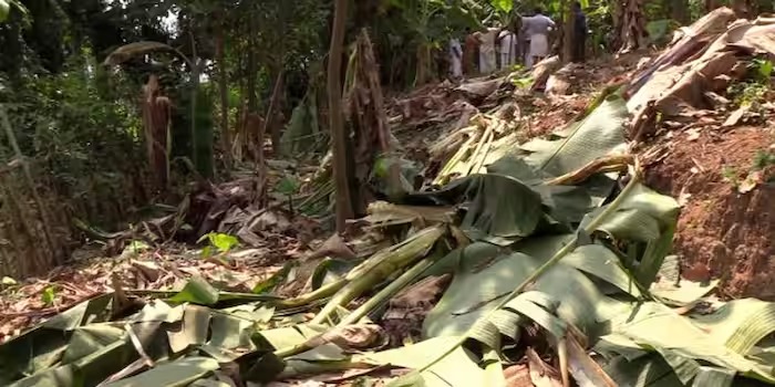 പകലും രാത്രിയും കാട്ടാന ശല്യം രൂക്ഷം; ഭയന്ന് വീടിന് പുറത്തിറങ്ങാൻ കഴിയാതെ ഇടുക്കിയിലെ ജനങ്ങൾ