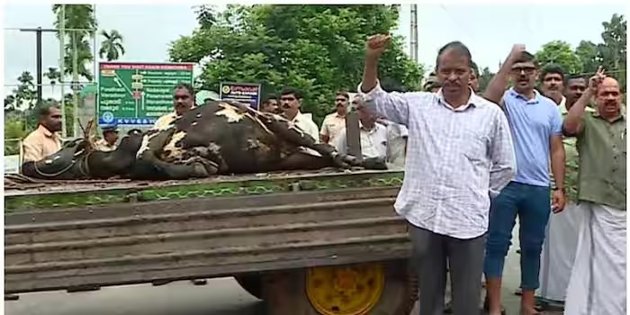 കടുവ ആക്രമണത്തിൽ രണ്ട് പശുക്കളെ കൂടി കടുവ കൊന്നു; നാട്ടുകാര്‍ ഭീതിയിൽ, പ്രതിഷേധം