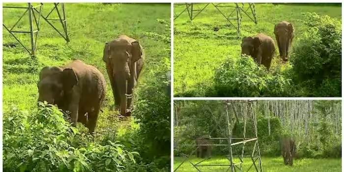 വയനാട് പനമരത്ത് കൃഷിയിടത്തിൽ കാട്ടാനക്കൂട്ടം; തുരത്താനുള്ള നടപടികൾ തുടങ്ങി, ജനങ്ങൾ പുറത്തിറങ്ങരുതെന്ന് മുന്നറിയിപ്പ്