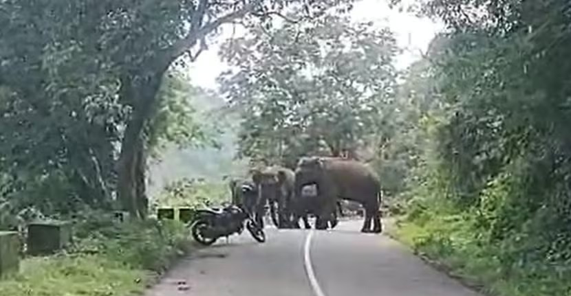 കാട്ടാനക്കൂട്ടം: ബൈക്ക് ഉപേക്ഷിച്ച് യാത്രക്കാര്‍ ഓടി രക്ഷപ്പെട്ടു