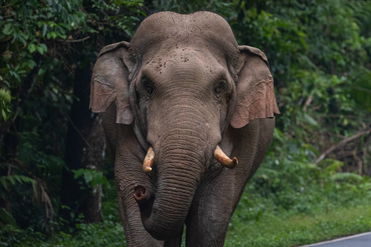 ചാലക്കുടിയിൽ കാറിന് നേരെ ആനയുടെ പരാക്രമം