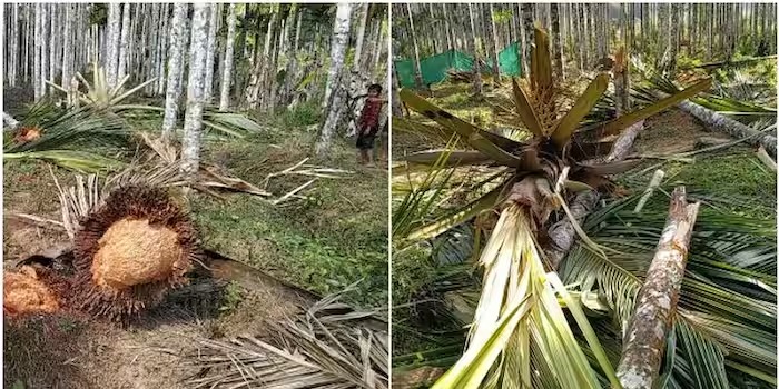 പാലക്കാട് ധോണിയിൽ വീണ്ടും കാട്ടാന ഇറങ്ങി; നാട്ടുകാർ ആശങ്കയിൽ