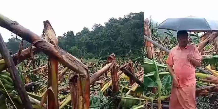 ശക്തമായ കാറ്റിലും മഴയിലും ഇടുക്കി ജില്ലയിലെ കാർഷിക മേഖലയിൽ വ്യാപക നാശനഷ്ടം; വായ്പയെടുത്ത് കൃഷി ചെയ്ത കർഷകന്റെ 500 ഓളം വാഴകൾ നശിച്ചു