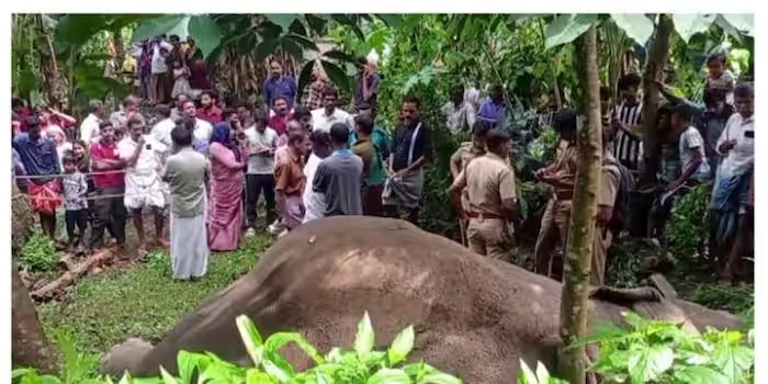 മലപ്പുറം മൂത്തേടത്ത് കാട്ടാനയെ ചരിഞ്ഞ നിലയില്‍ കണ്ടെത്തി; ഷോക്കേറ്റാണ് ആന ചരി‍ഞ്ഞതെന്നാണ് സൂചന