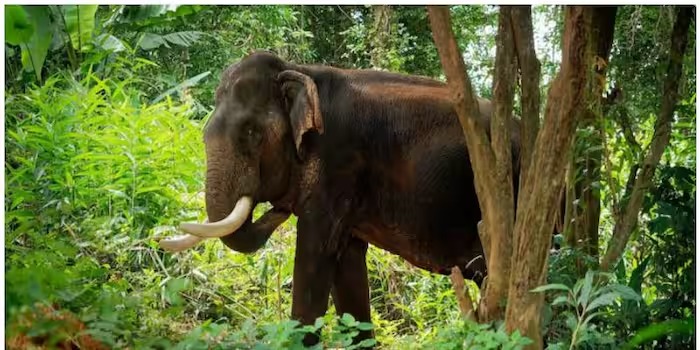 കൃഷിയിടത്തിലിറങ്ങിയ കാട്ടാനയെ തുരത്തുന്നതിനിടെ കയ്യിലിരുന്ന പടക്കം പൊട്ടി, വനം വകുപ്പ് വാച്ചറുടെ കൈക്ക് പൊള്ളലേറ്റു