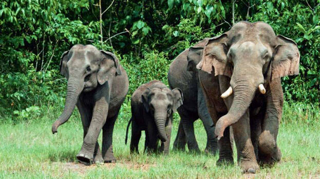 കാന്തല്ലൂർ ജനവാസമേഖലയിൽ കാട്ടാനക്കൂട്ടം.