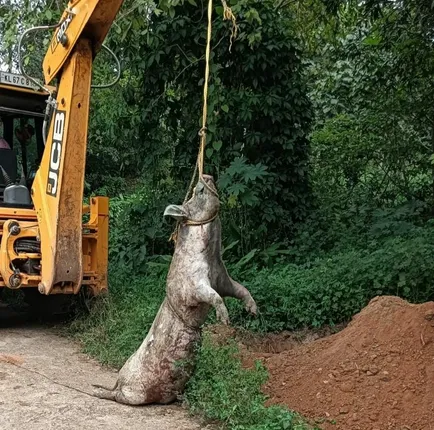 ചത്ത പന്നിയെ കനാലില്‍ ഉപേക്ഷിച്ചു സാമൂഹ്യ വിരുദ്ധര്‍