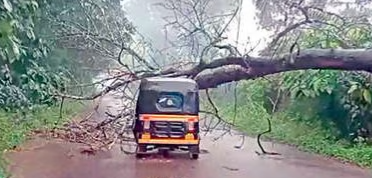 മരം കടപുഴകി വീണ് ഓട്ടോറിക്ഷ ഡ്രൈവർക്ക് പരിക്ക്