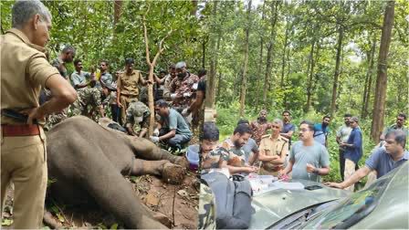 കാലിന് പരിക്കേറ്റ കാട്ടാനയ്ക്ക്‌ ചികിത്സ നൽകി വനപാലകർ