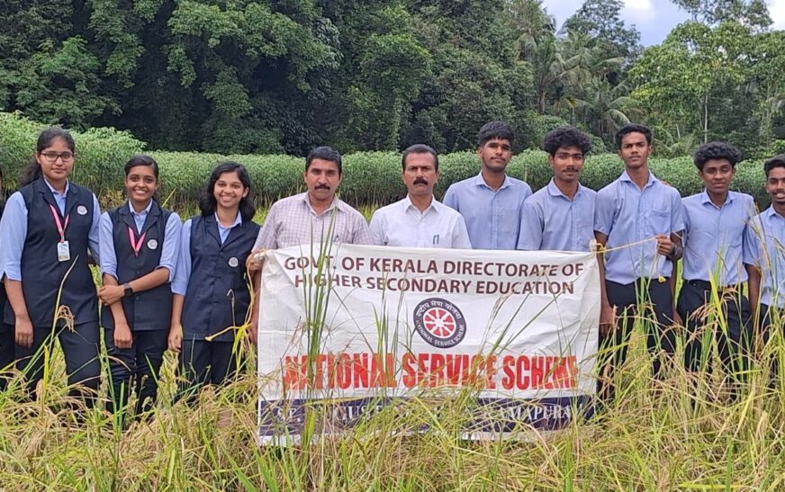 ചുരവേലി പാടത്തെ കൃഷി കൊയ്യാൻ കുട്ടിക്കൂട്ടം