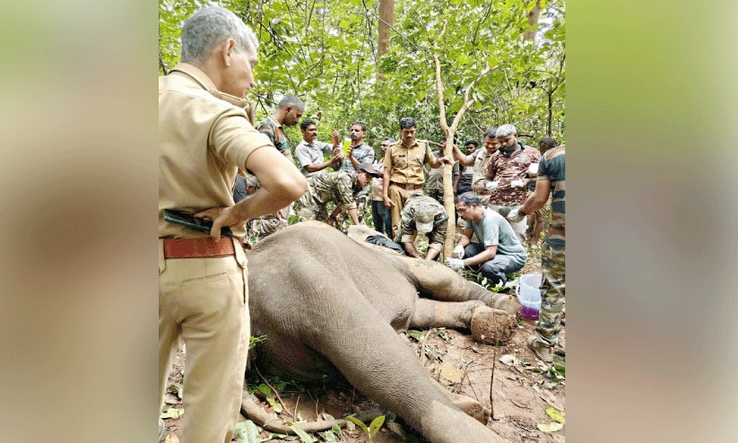 മയക്കുവെടിവെച്ച് ചികിത്സ നൽകിയ പിടിയാന ചെരിഞ്ഞു