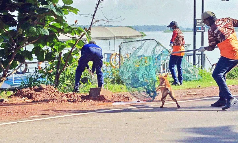 നഗരസഭ പേവിഷ മുക്ത വാക്സിനേഷൻ രണ്ടാംഘട്ട പ്രവർത്തനങ്ങൾക്ക് പൊന്നാനിയിൽ തുടക്കം