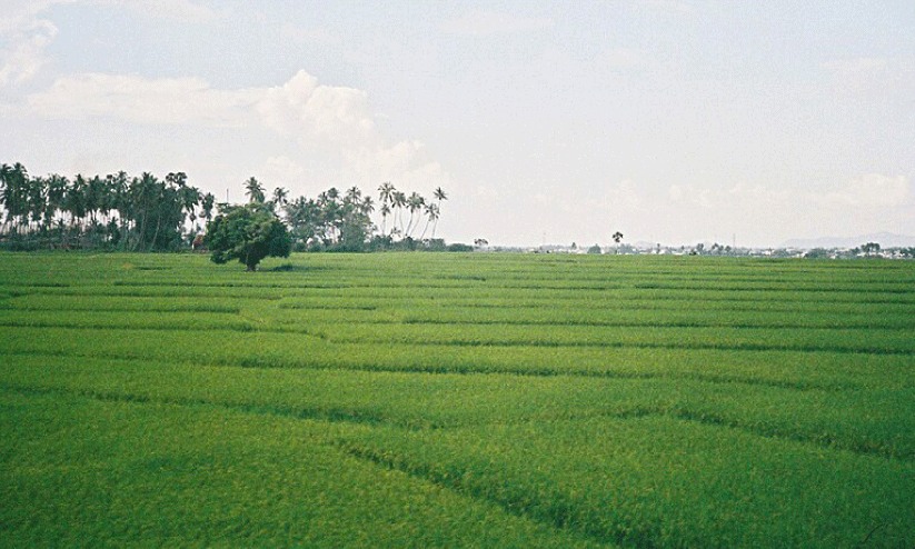 നൂറുമേനി വിളകളുമായി തരിശുനിലങ്ങൾ