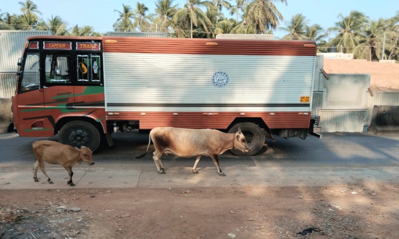 കാറ്റ്ൽ പാസ്’ ഇല്ല; ക്ഷീരകർഷകരെ ദുരിതത്തിലാക്കിയുള്ള ദേശീയപാത നിർമാണത്തിനെതിരെ നാട്ടുകാർ പ്രക്ഷോഭത്തിലേക്ക്.