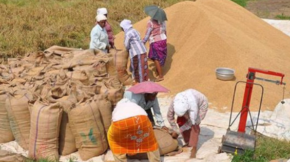 നെല്ല് സംഭരണം ഊർജ്ജിതമാക്കി കർഷകർക്ക് വില ഉടൻ ലഭ്യമാക്കും ; ജി.ആർ. അനിൽ