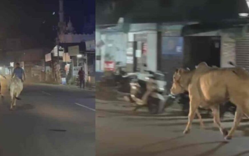 കാഞ്ഞിരപ്പള്ളിയിൽ അറവുശാലയിൽ കൊണ്ടുവന്ന കാള വിരണ്ടോടി; സ്കൂട്ടർ യാത്രികനെ ഇടിച്ചുവീഴ്ത്തി