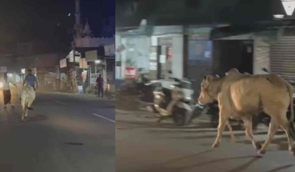 കാഞ്ഞിരപ്പള്ളിയിൽ അറവുശാലയിൽ കൊണ്ടുവന്ന കാള വിരണ്ടോടി; സ്കൂട്ടർ യാത്രികനെ ഇടിച്ചുവീഴ്ത്തി